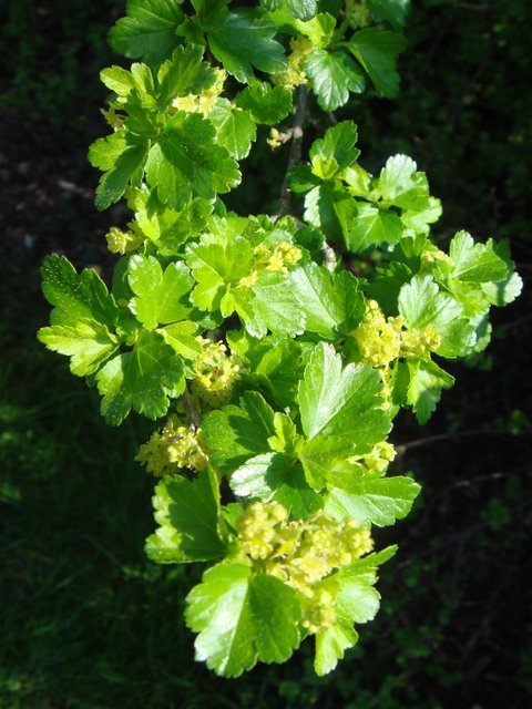 Ribes luridum fleur P2D